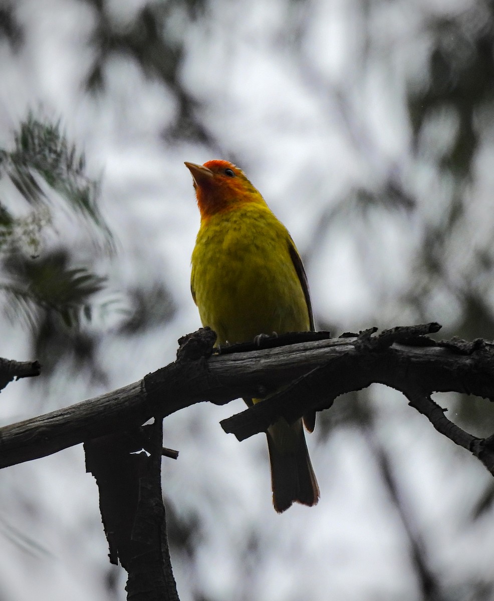 Western Tanager - ML642000478