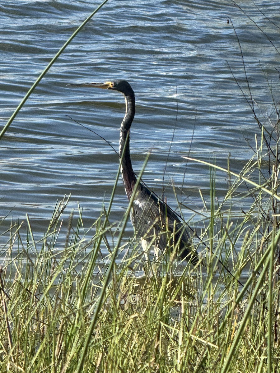 Tricolored Heron - ML642000511
