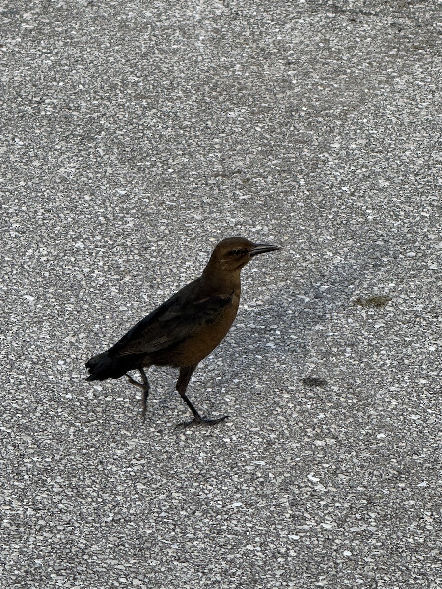 Boat-tailed Grackle - ML642000531