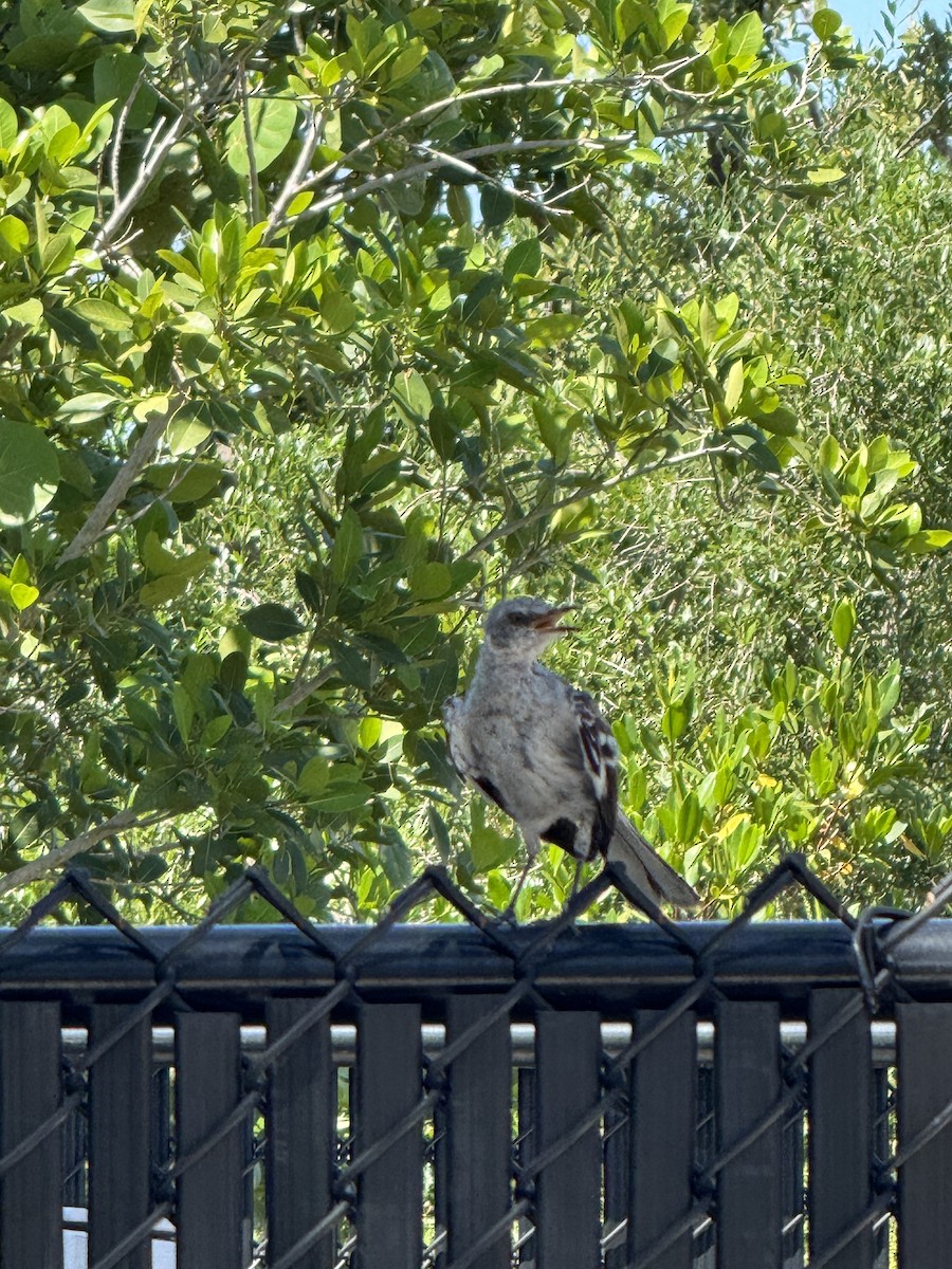 Northern Mockingbird - ML642000546