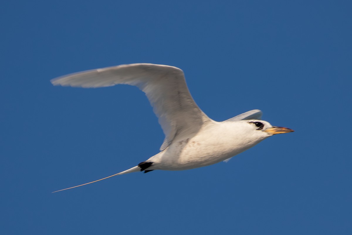 Red-tailed Tropicbird - ML642000599