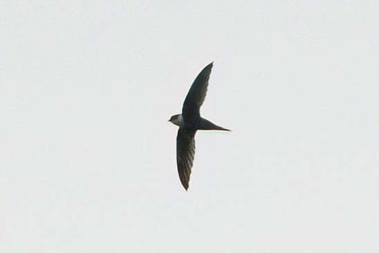 Lesser Swallow-tailed Swift - ML642000603