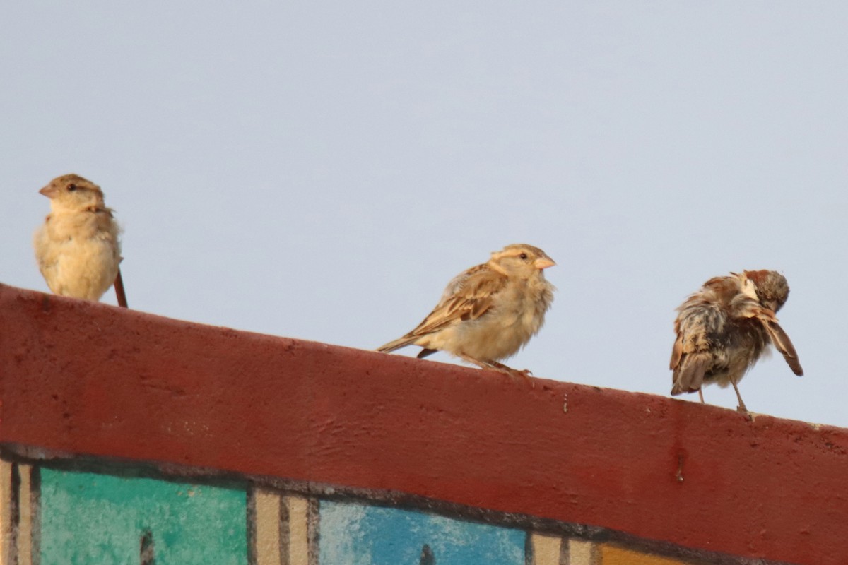 House Sparrow - ML642000607