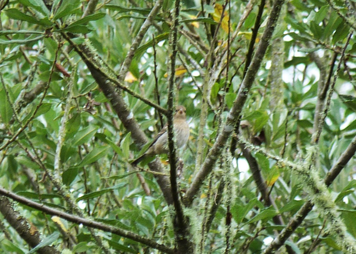Lazuli Bunting - ML642000616
