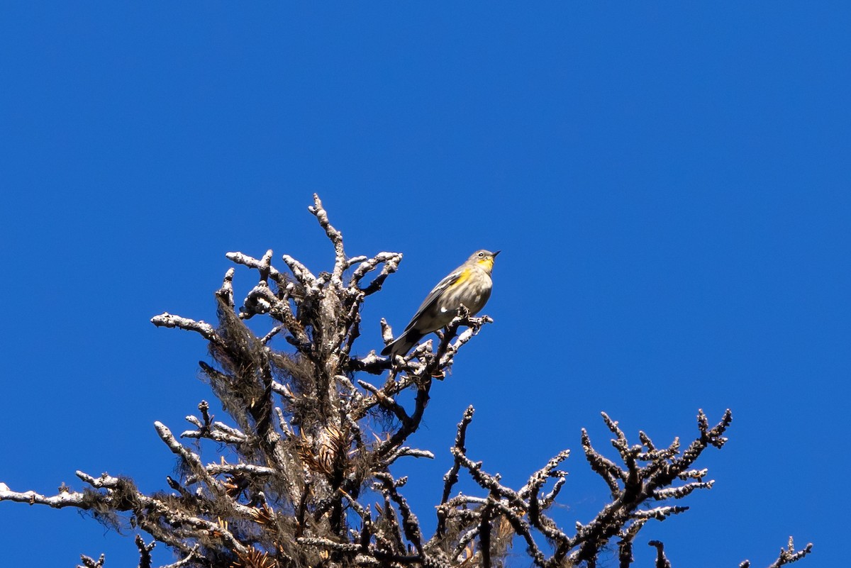 Kronenwaldsänger (Audubonwaldsänger) - ML642000635