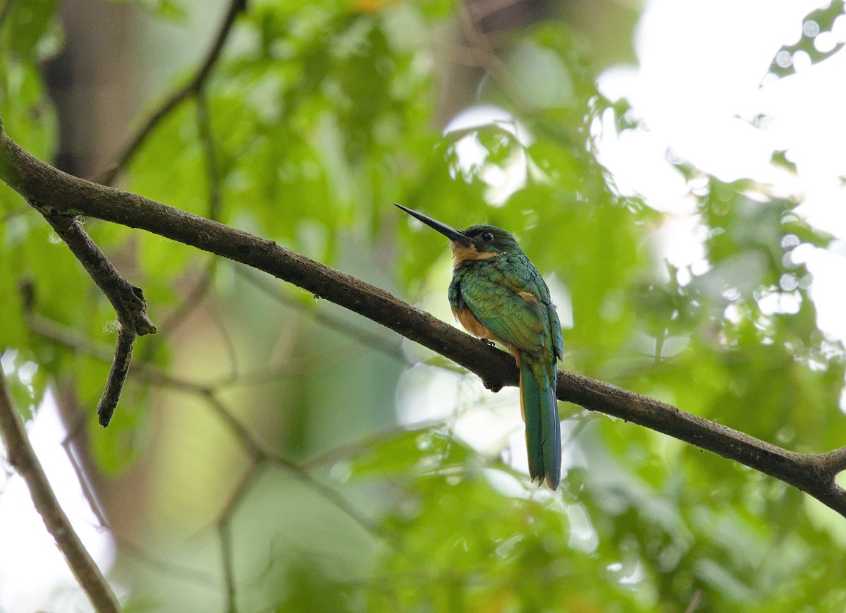 Rufous-tailed Jacamar - ML642000660