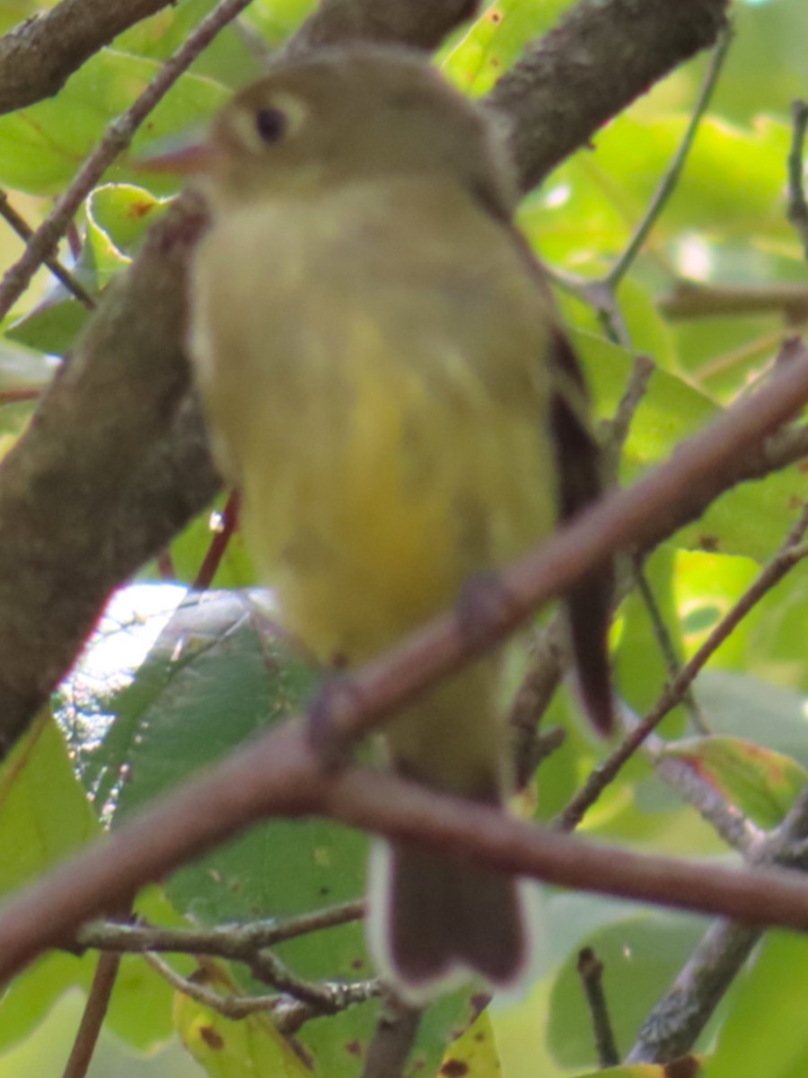 Mosquero Ventriamarillo - ML642000661