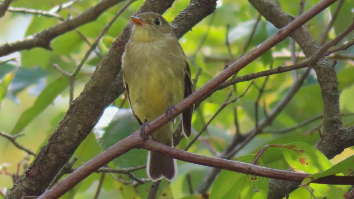 Mosquero Ventriamarillo - ML642000662