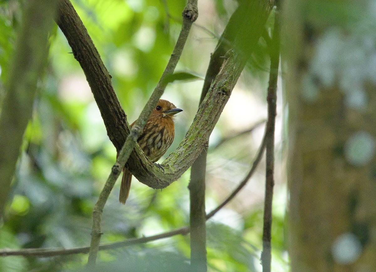 White-whiskered Puffbird - ML642000664