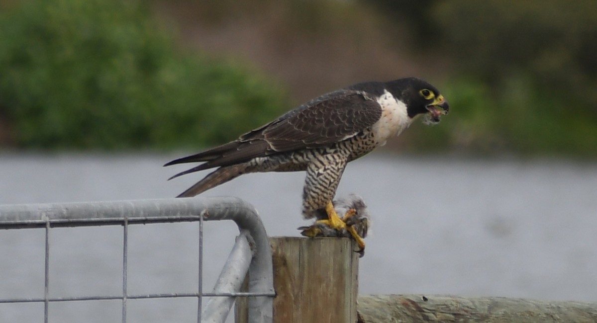 Peregrine Falcon - ML642000667