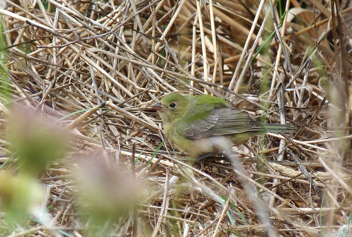 Painted Bunting - ML642000673