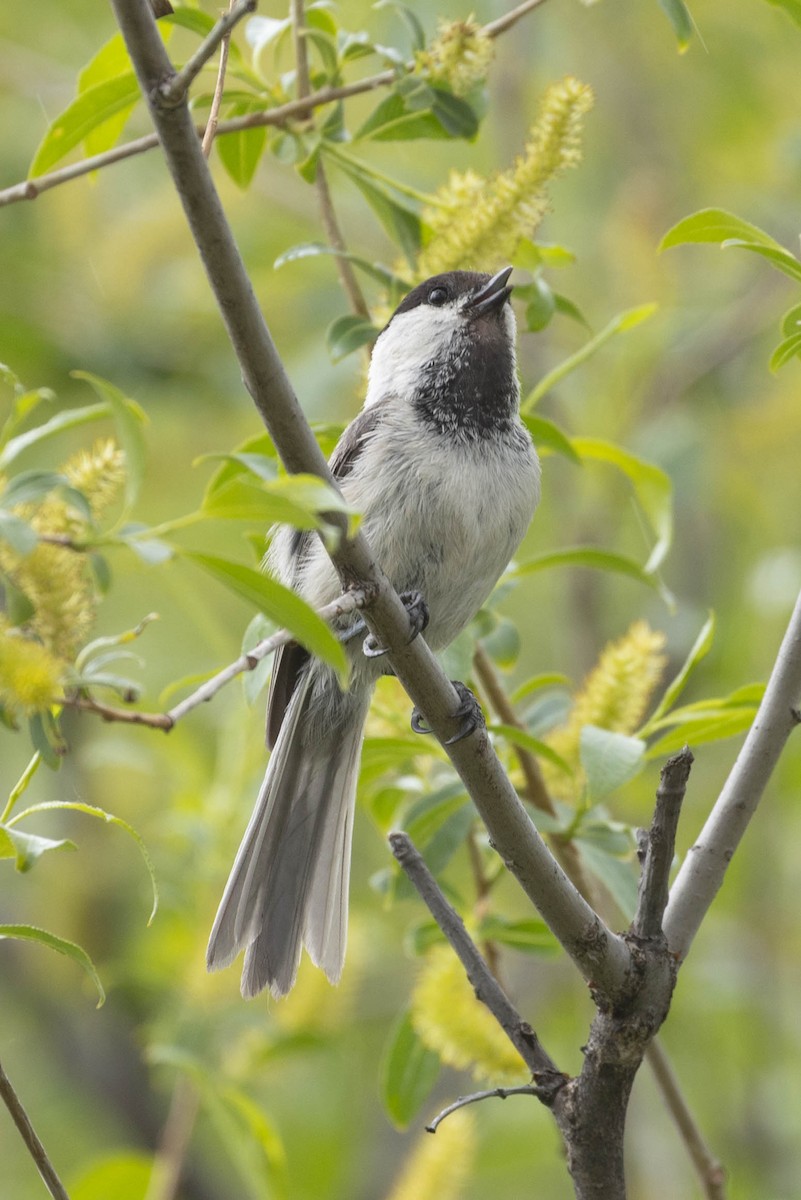 Mésange boréale - ML642000681