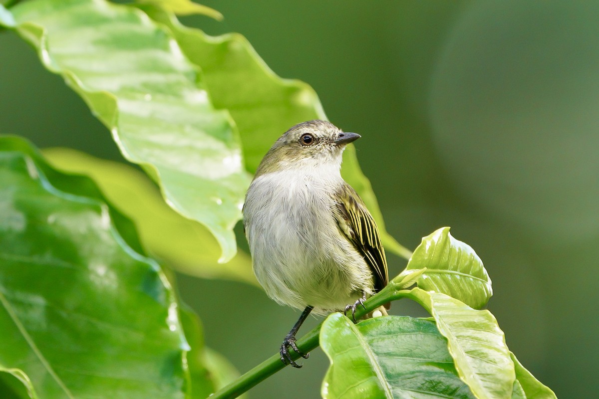 Mistletoe Tyrannulet - ML642000702
