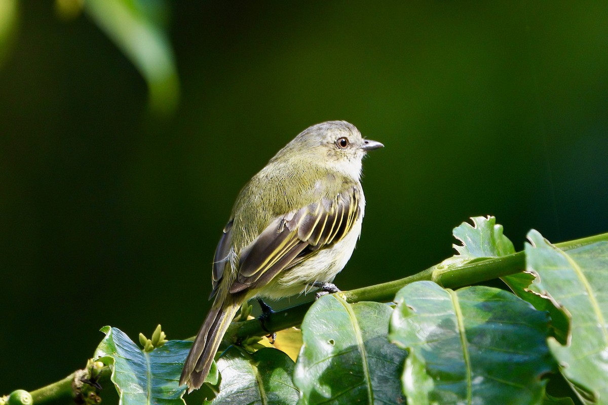 Mistletoe Tyrannulet - ML642000703