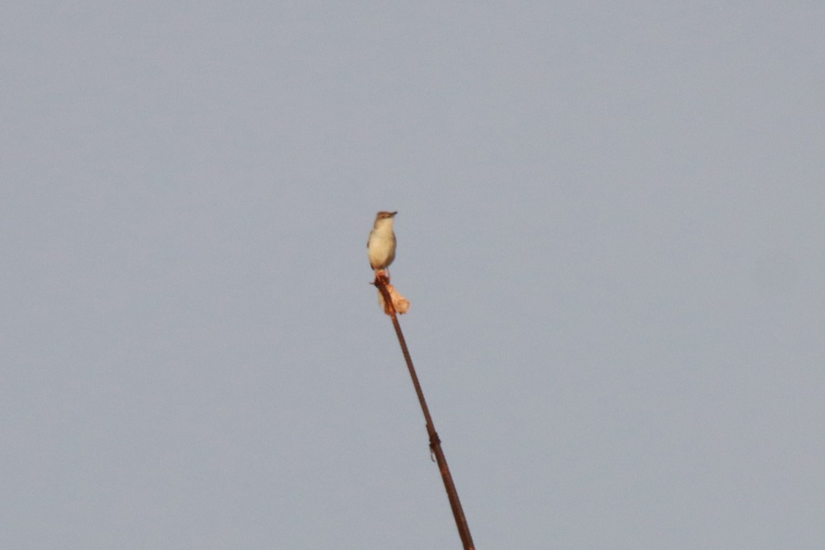 Prinia Sencilla - ML642000709