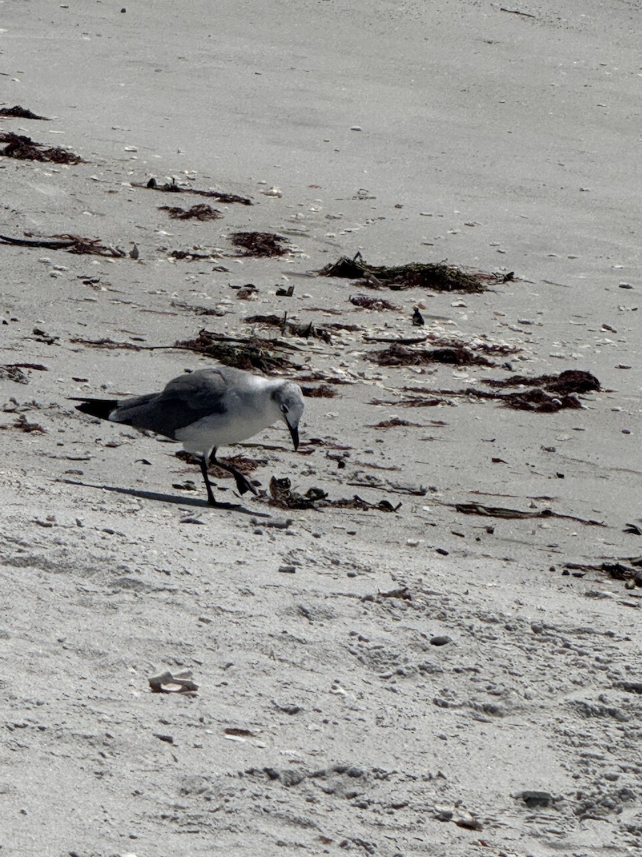 Laughing Gull - ML642000713