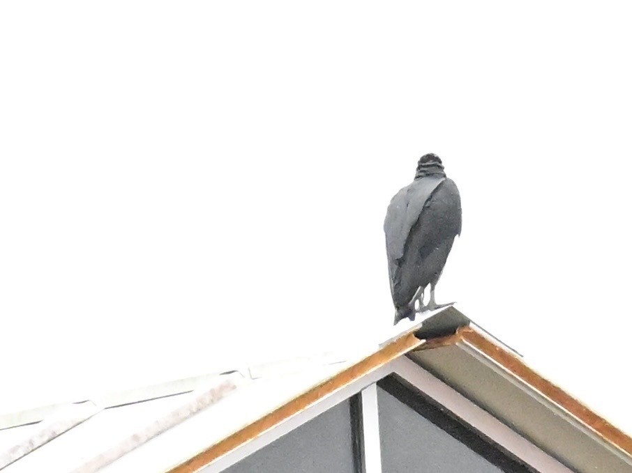 Black Vulture - ML642000714