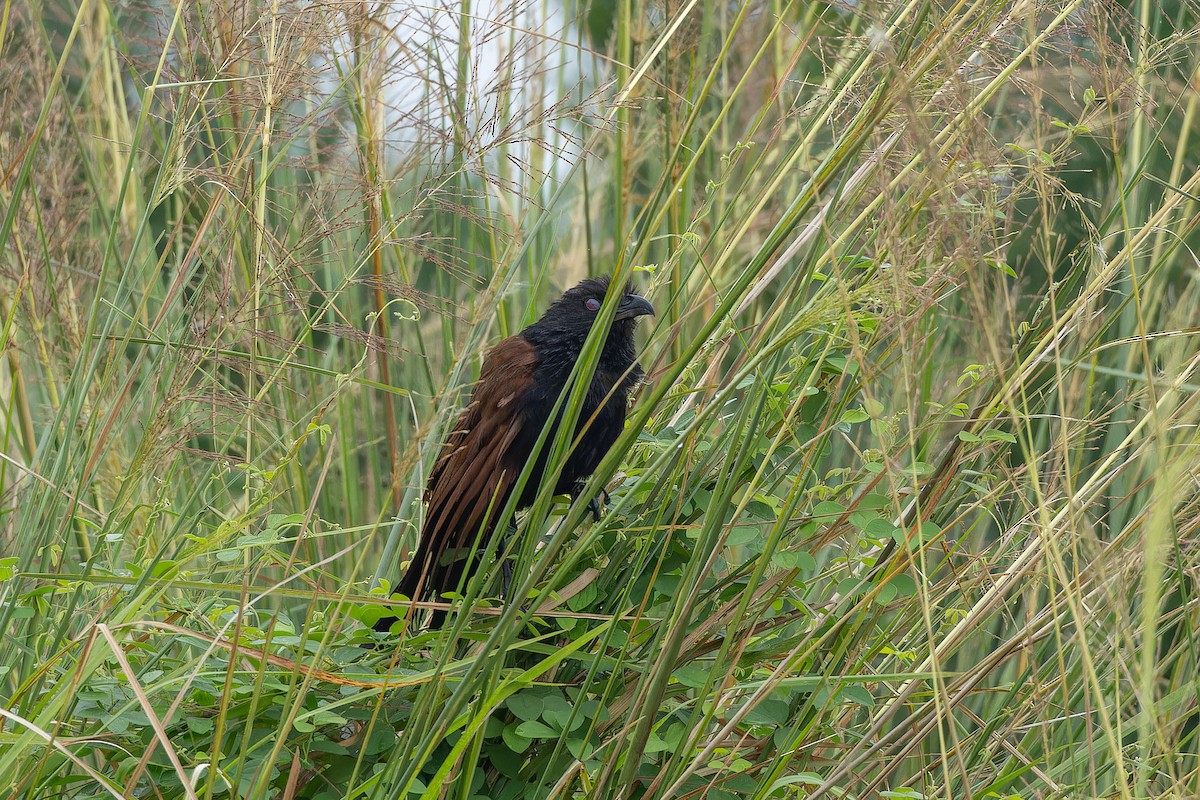 Greater Coucal - ML642000715
