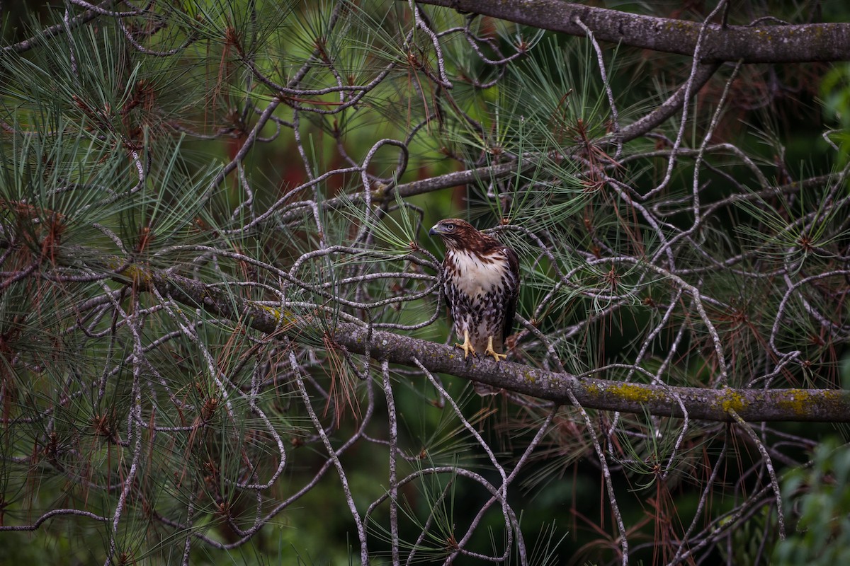 Red-tailed Hawk - ML642000735