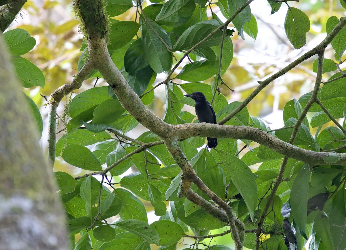 Black-hooded Antshrike - ML642000744