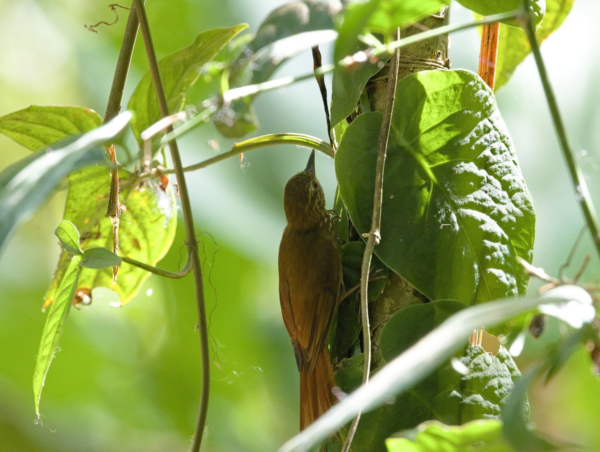 Wedge-billed Woodcreeper - ML642000753
