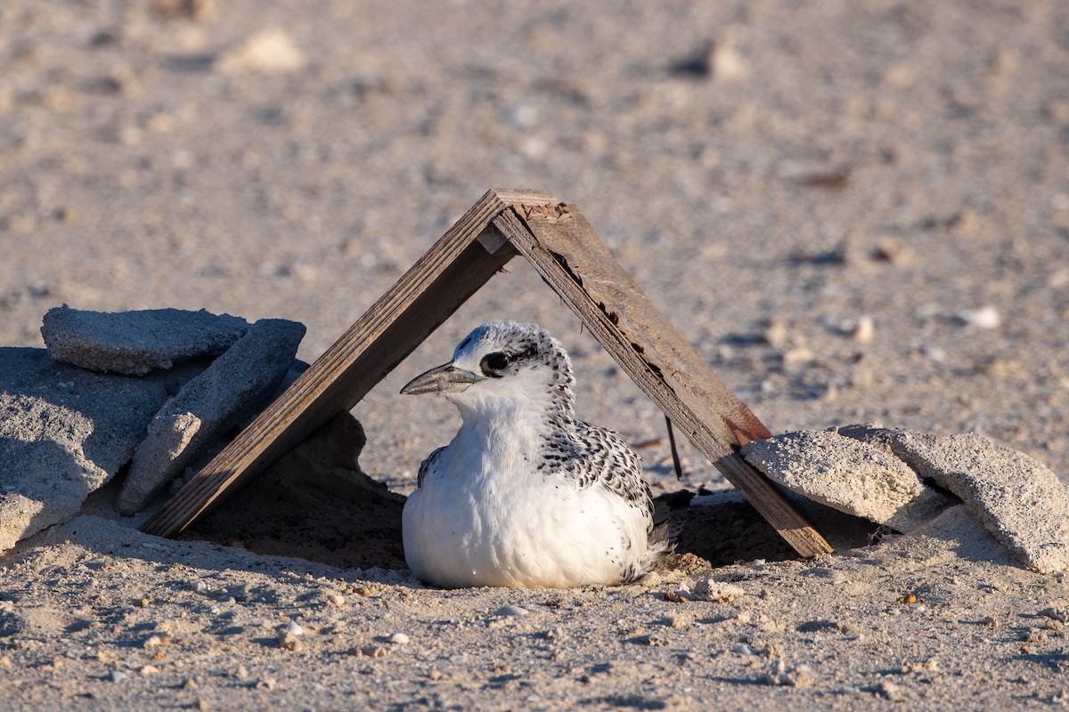 Red-tailed Tropicbird - ML642000754