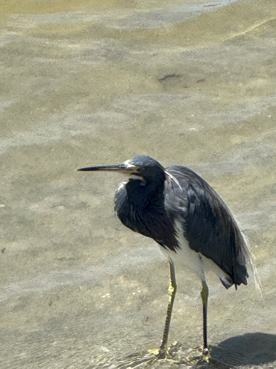 Tricolored Heron - ML642000755