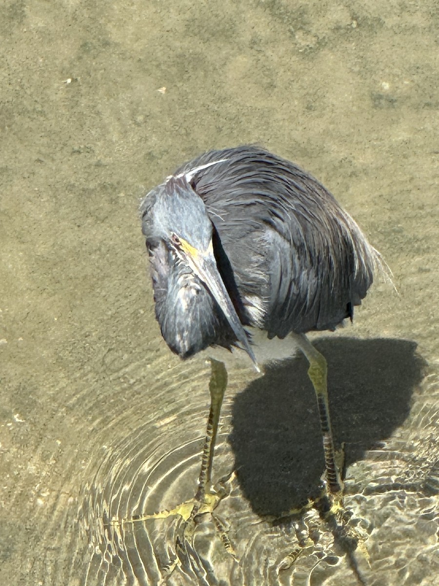 Tricolored Heron - ML642000756