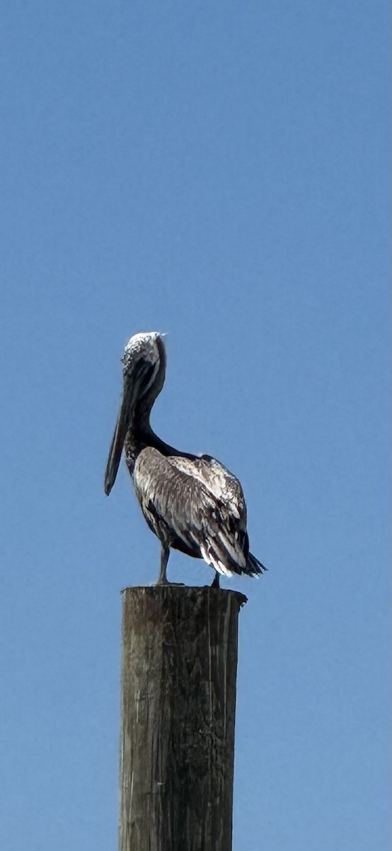 Brown Pelican - ML642000770