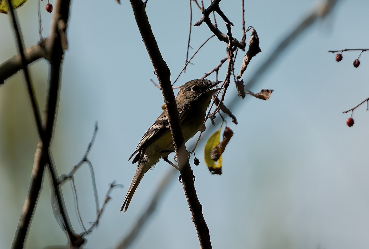 Least Flycatcher - ML642000777