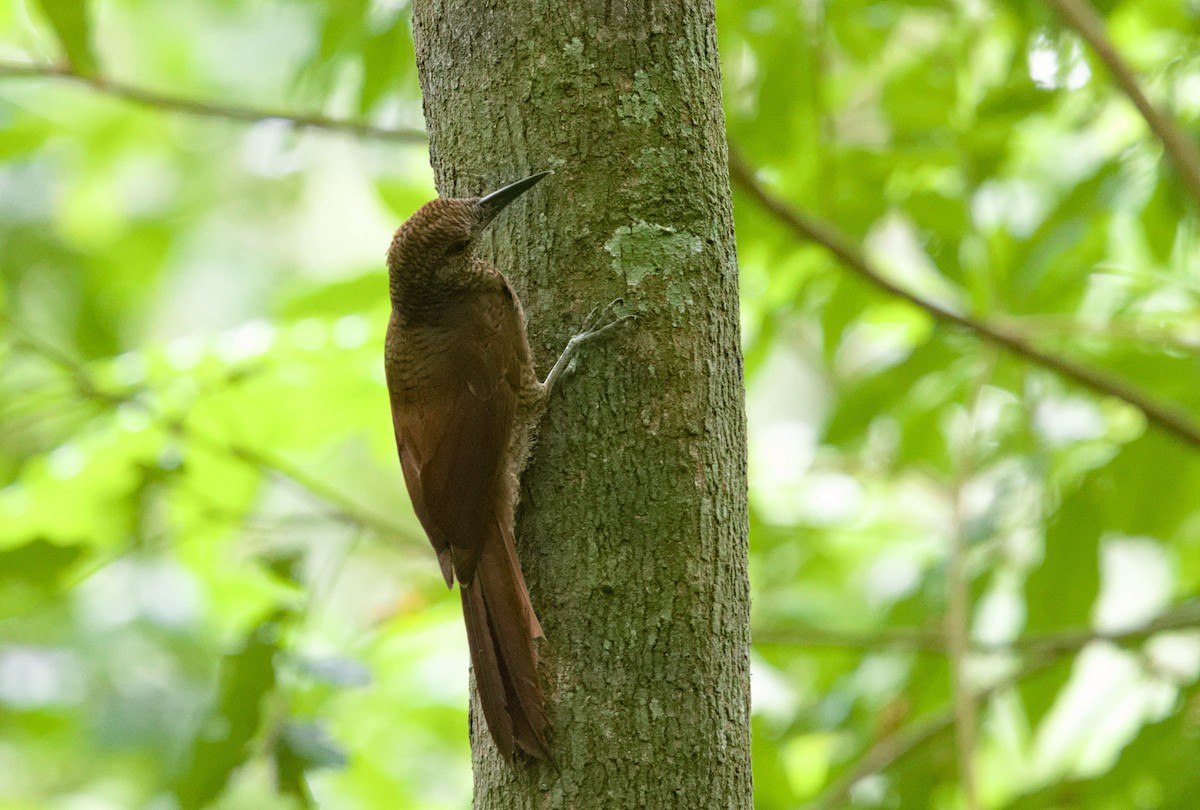 Northern Barred-Woodcreeper - ML642000793