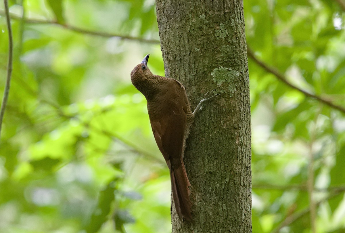 Northern Barred-Woodcreeper - ML642000795