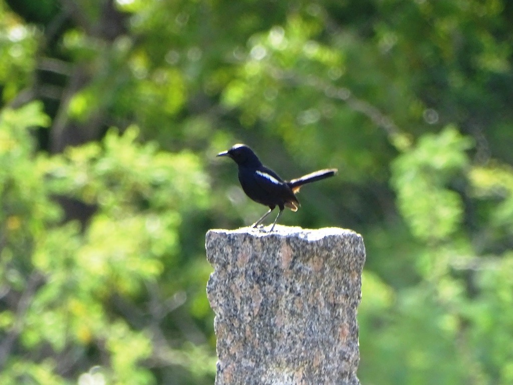 Indian Robin - Sreekumar Chirukandoth