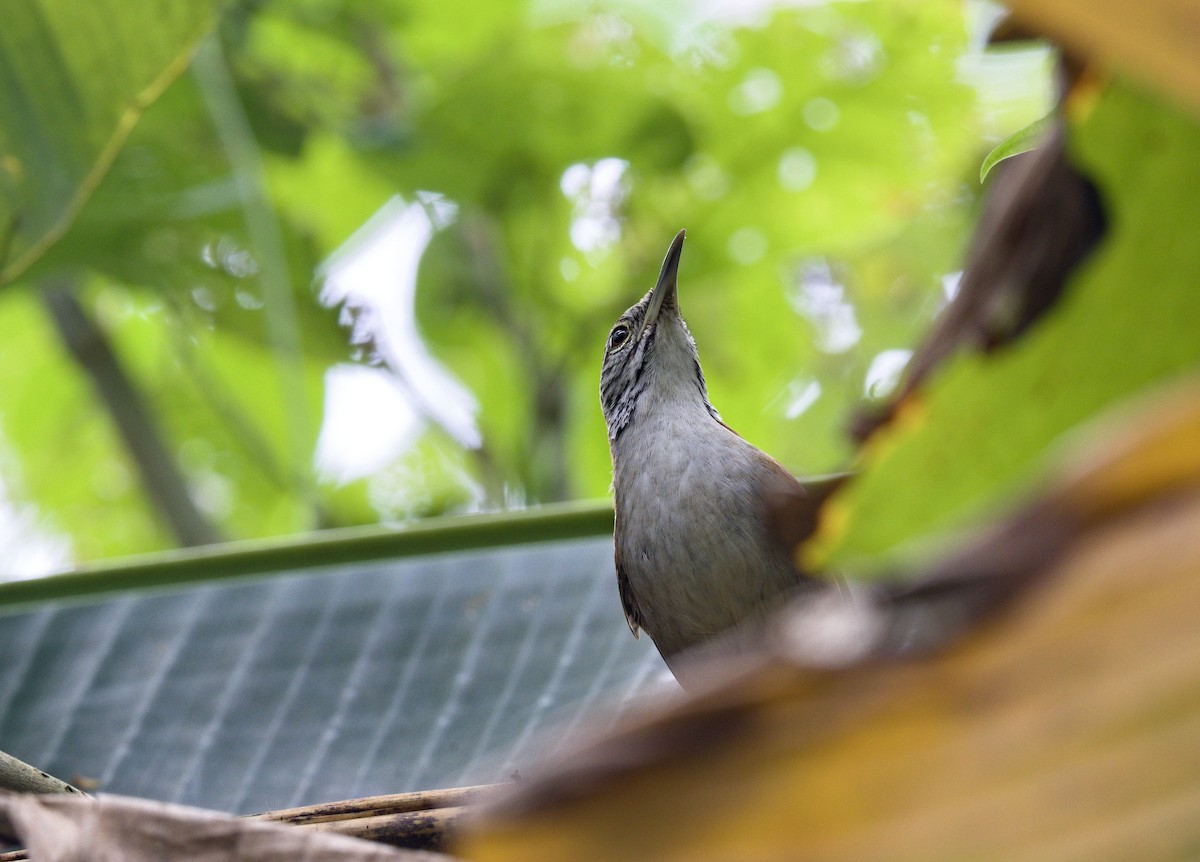 Rufous-and-white Wren - ML642000811
