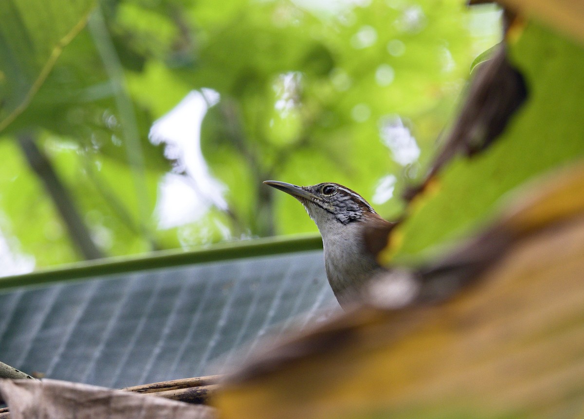 Rufous-and-white Wren - ML642000814