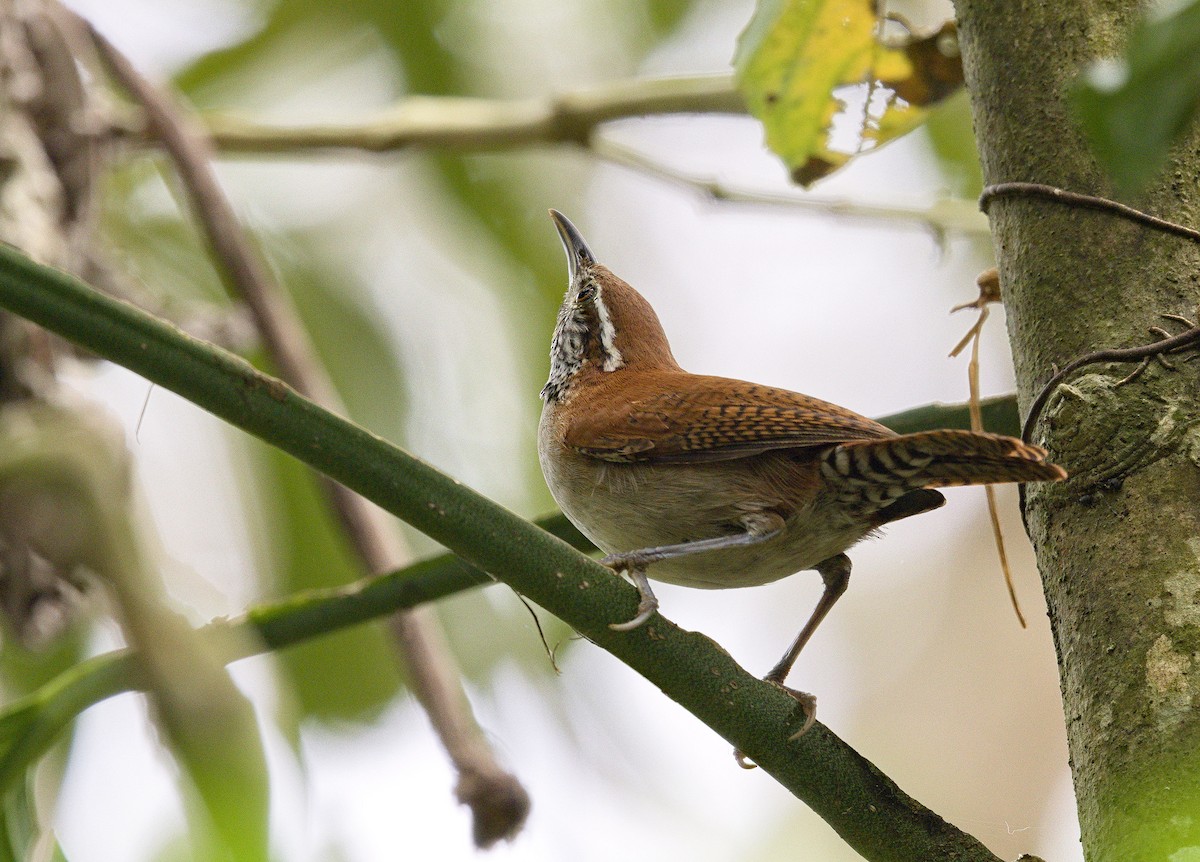 Rufous-and-white Wren - ML642000820