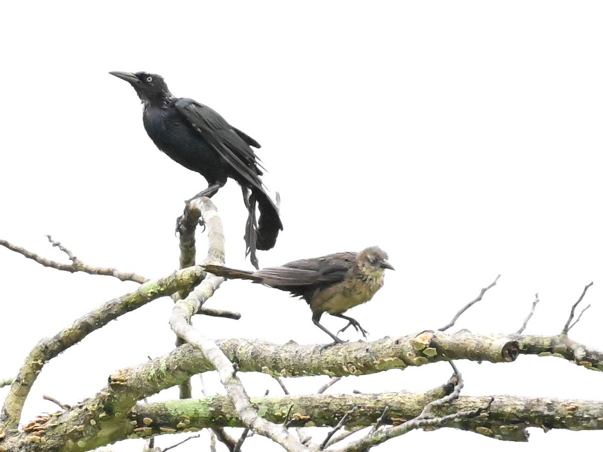 Great-tailed Grackle - ML642000841