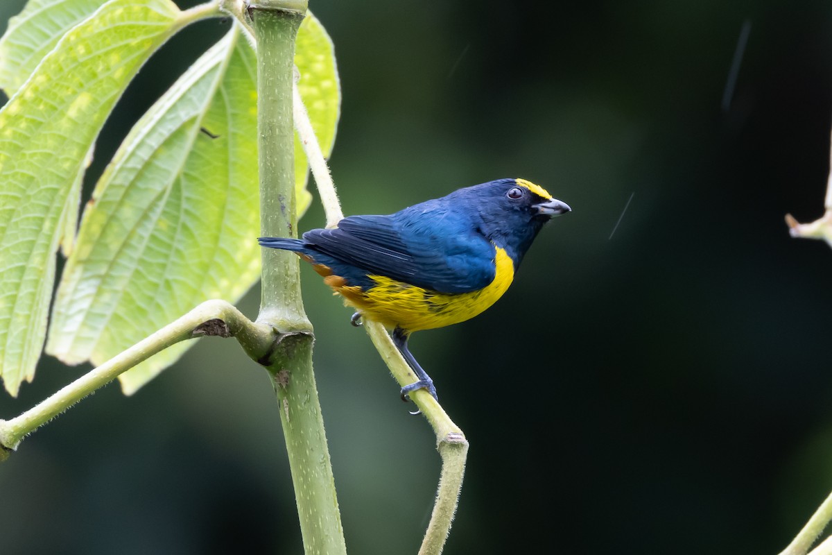 Fulvous-vented Euphonia - Brian  Faulkner