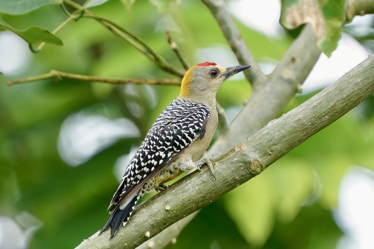 Hoffmann's Woodpecker - ML642000878
