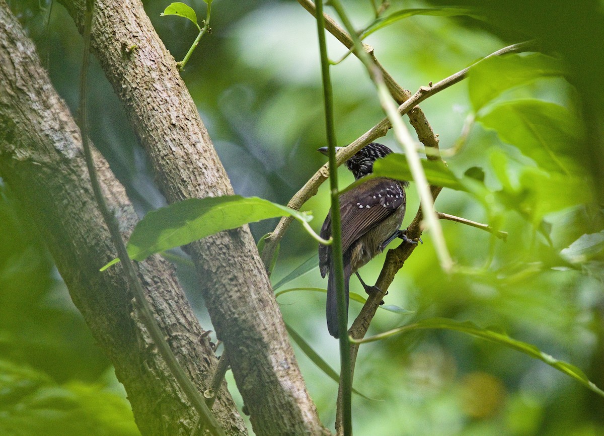 Black-hooded Antshrike - ML642000879