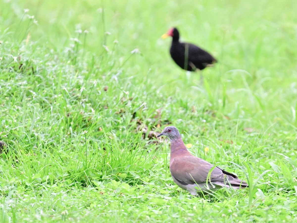 Pale-vented Pigeon - ML642000881