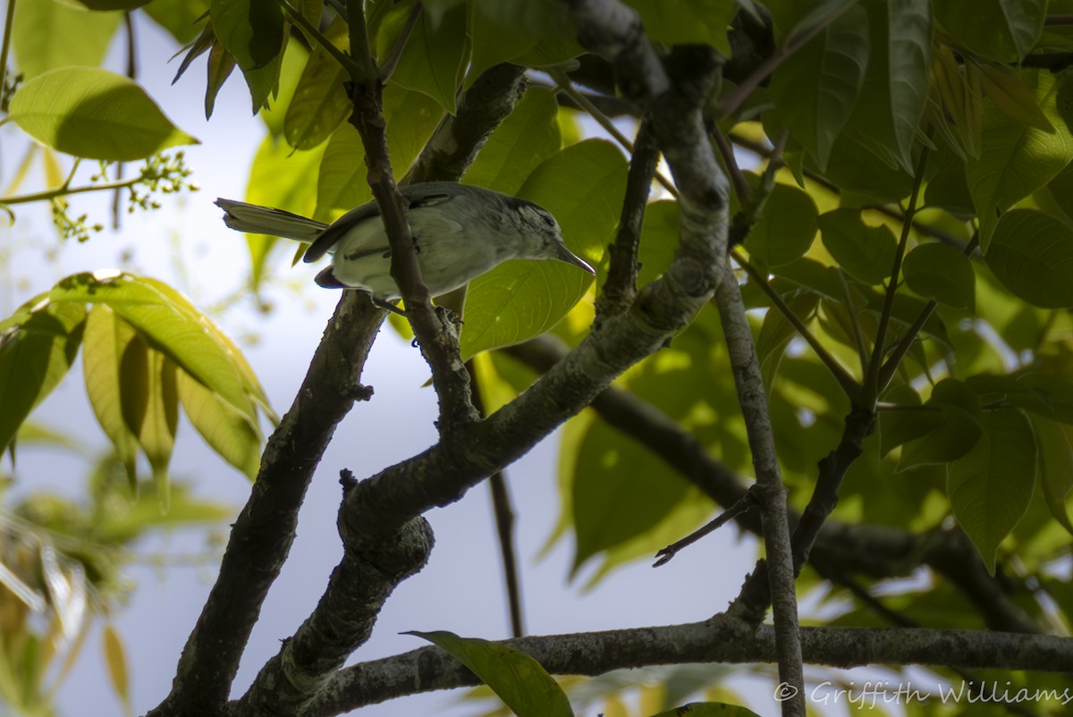 White-browed Gnatcatcher - ML642000886