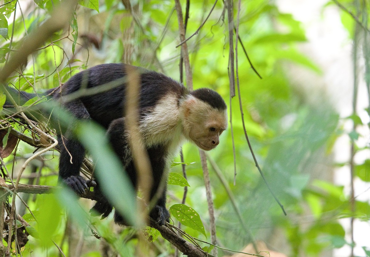 Central American White-faced Capuchin - ML642000890