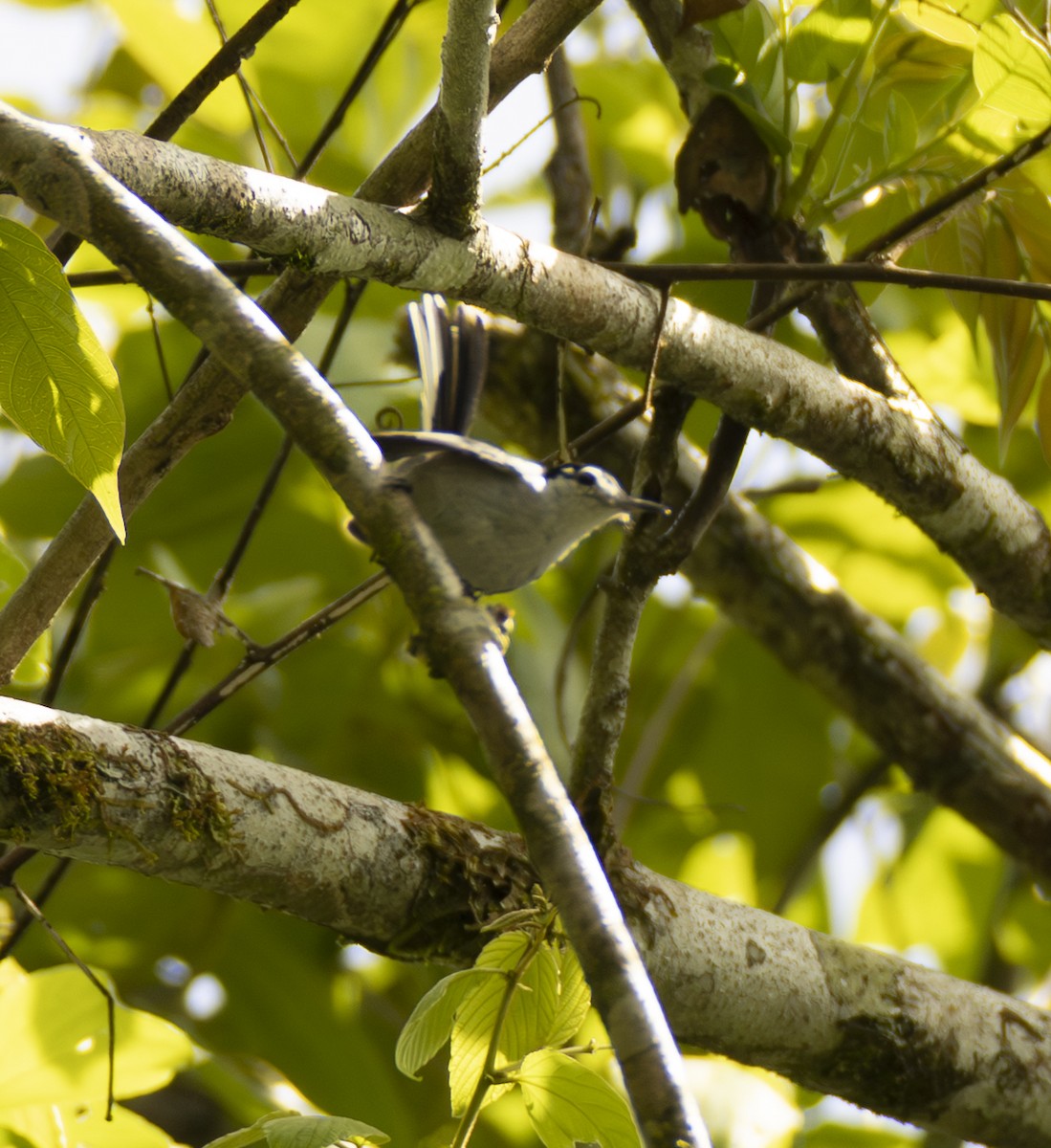 White-browed Gnatcatcher - ML642000891