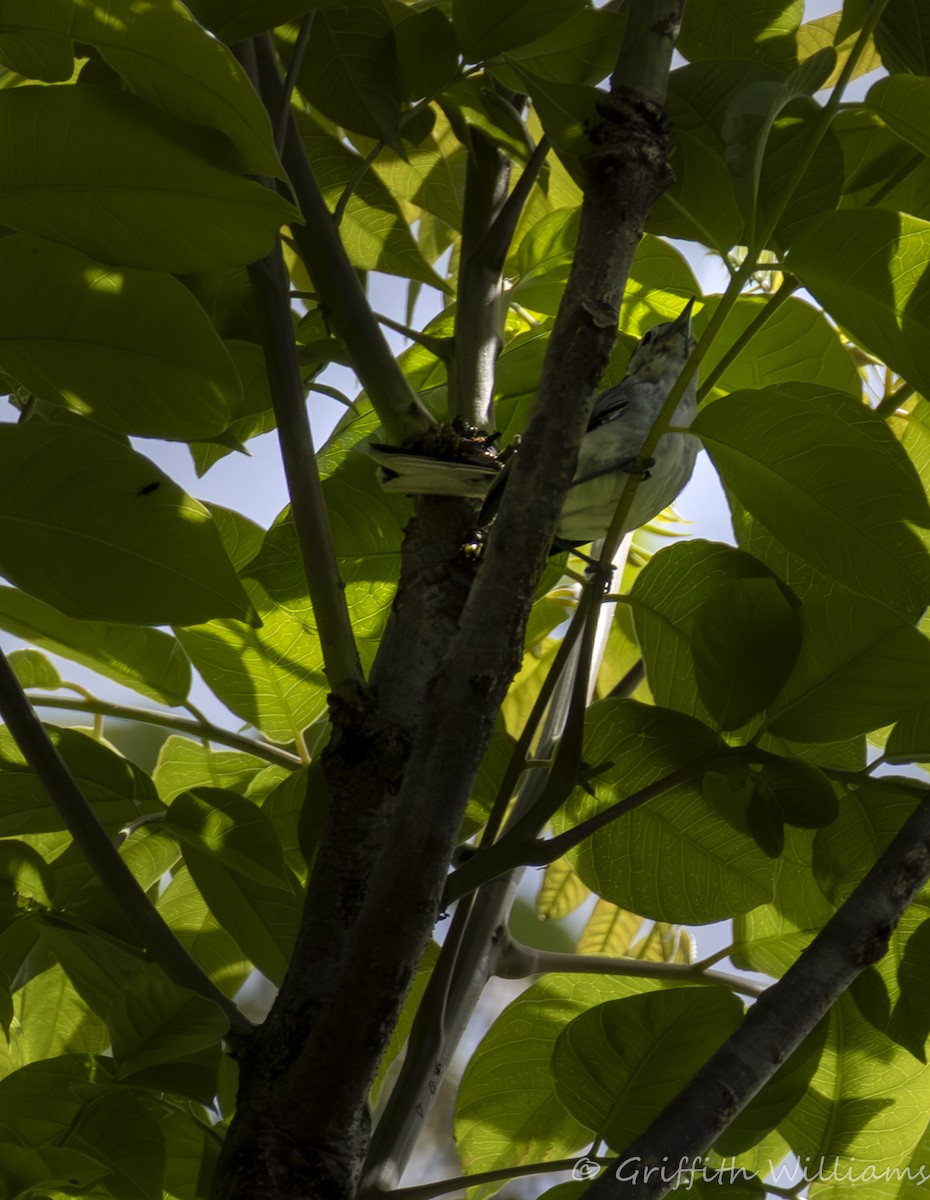 White-browed Gnatcatcher - ML642000892