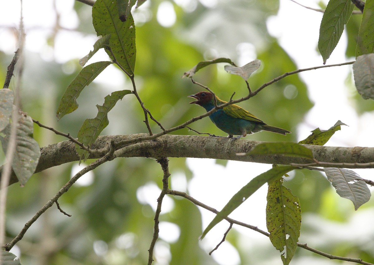 Bay-headed Tanager - ML642000893