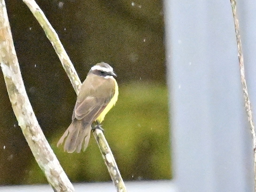 Rusty-margined Flycatcher - ML642000896