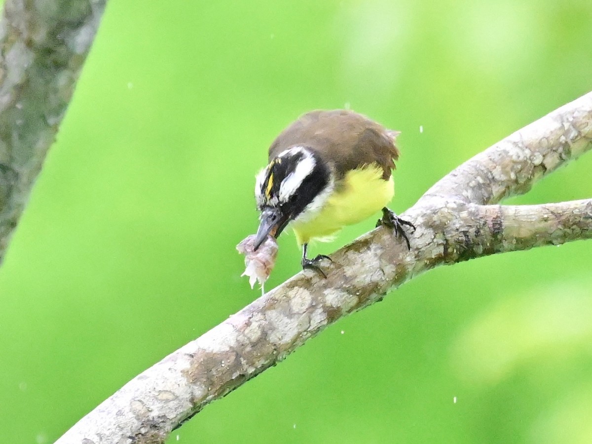 Rusty-margined Flycatcher - ML642000898