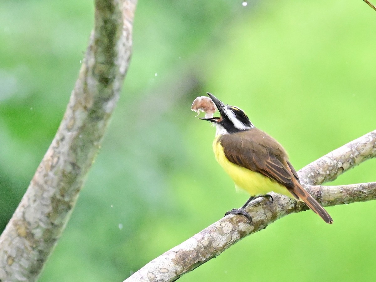 Rusty-margined Flycatcher - ML642000904