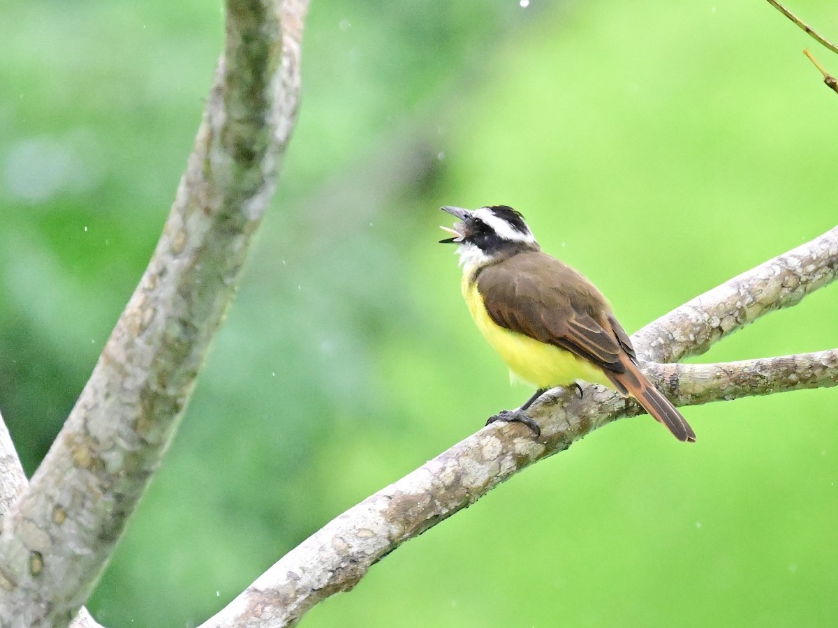 Rusty-margined Flycatcher - ML642000906